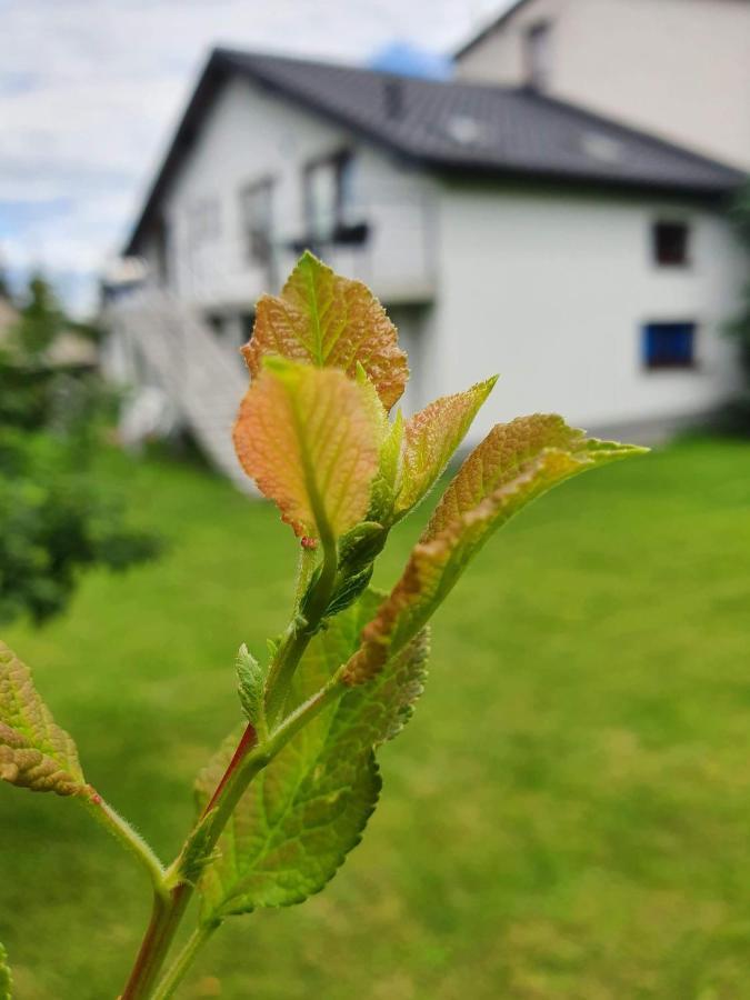 Pokoje Przy Zamku Podzamcze  Luaran gambar
